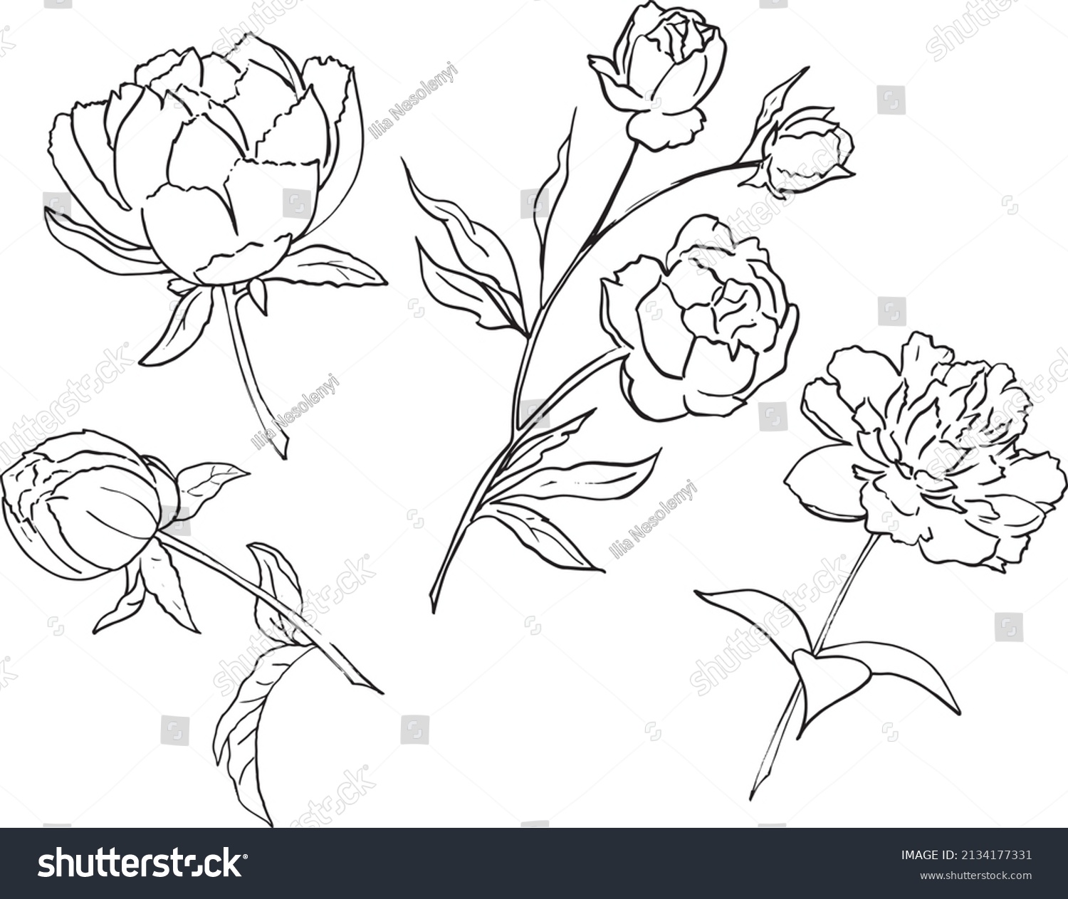 Peony Isolated Vector Line Art Stock Vector (royalty Free) 2134177331 