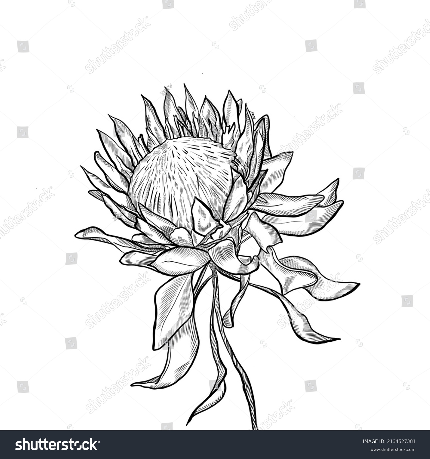 Lines Graphic Protea On White Background Stock Illustration 2134527381 ...