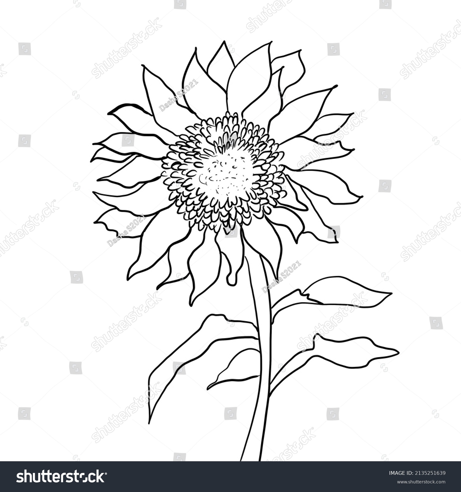 Sunflower Doodle Sketch White Background Stock Illustration 2135251639 ...