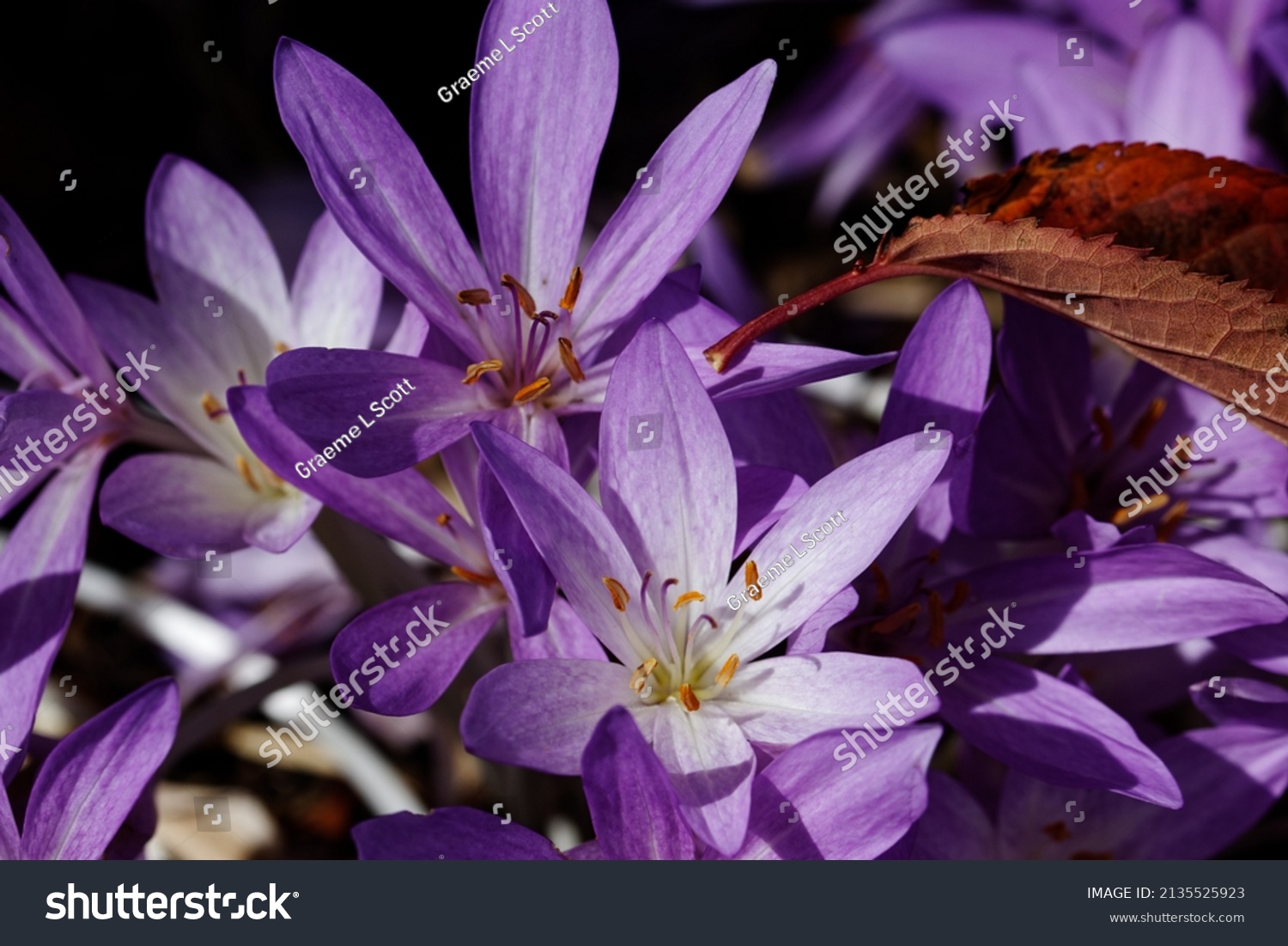 Protea Magnifica Commonly Known Queen Protea库存照片 Shutterstock