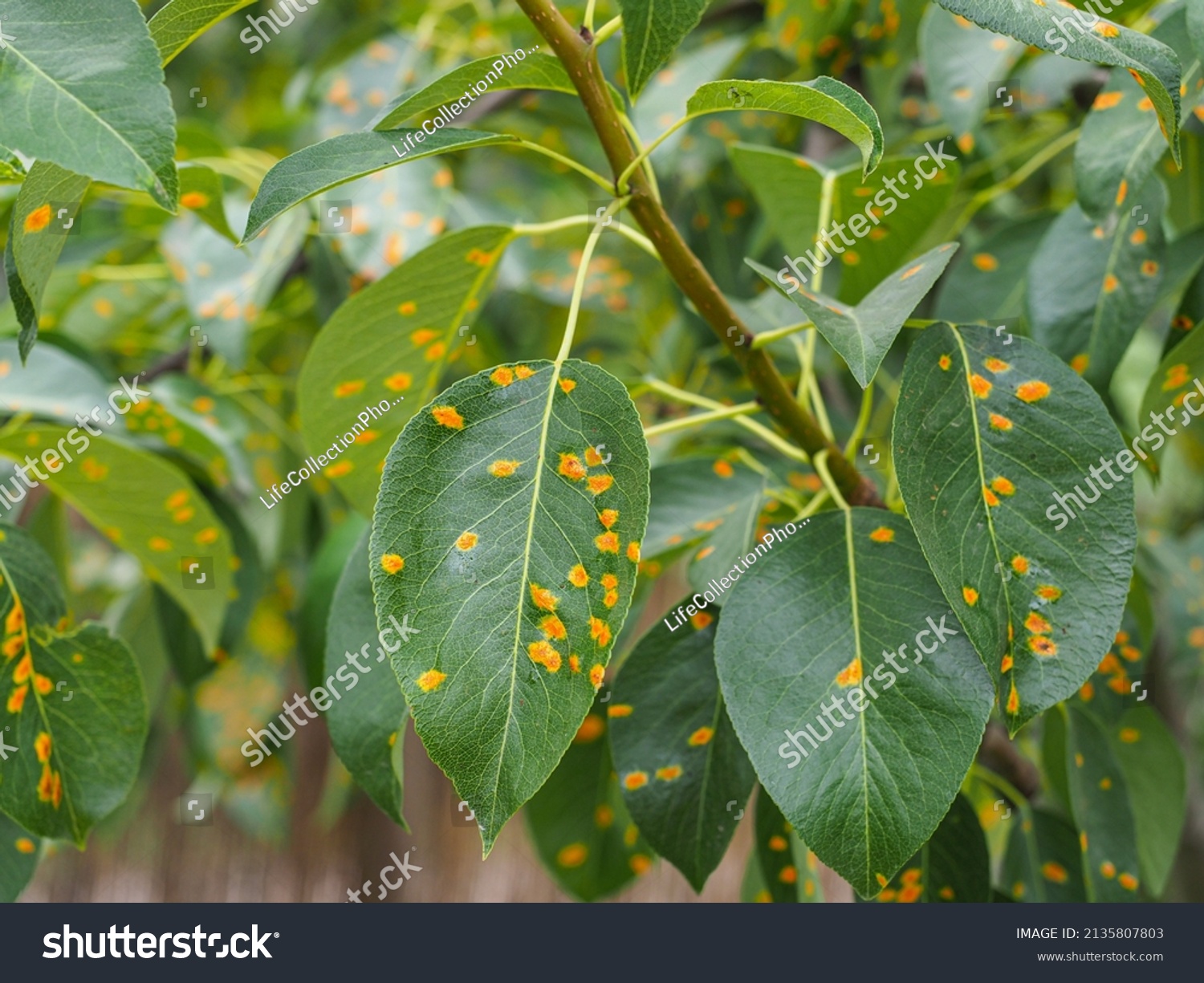 Fresh Pear Tree Leaves Gymnosporangium Sabinae Stock Photo 2135807803 ...