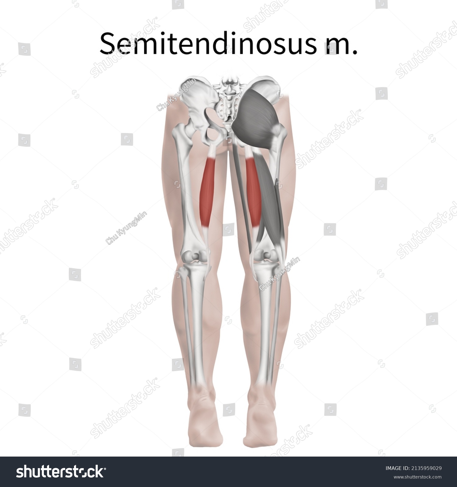 3d Medical Illustration Explain Semitendinosus Muscle Stock Illustration 2135959029 Shutterstock 1413