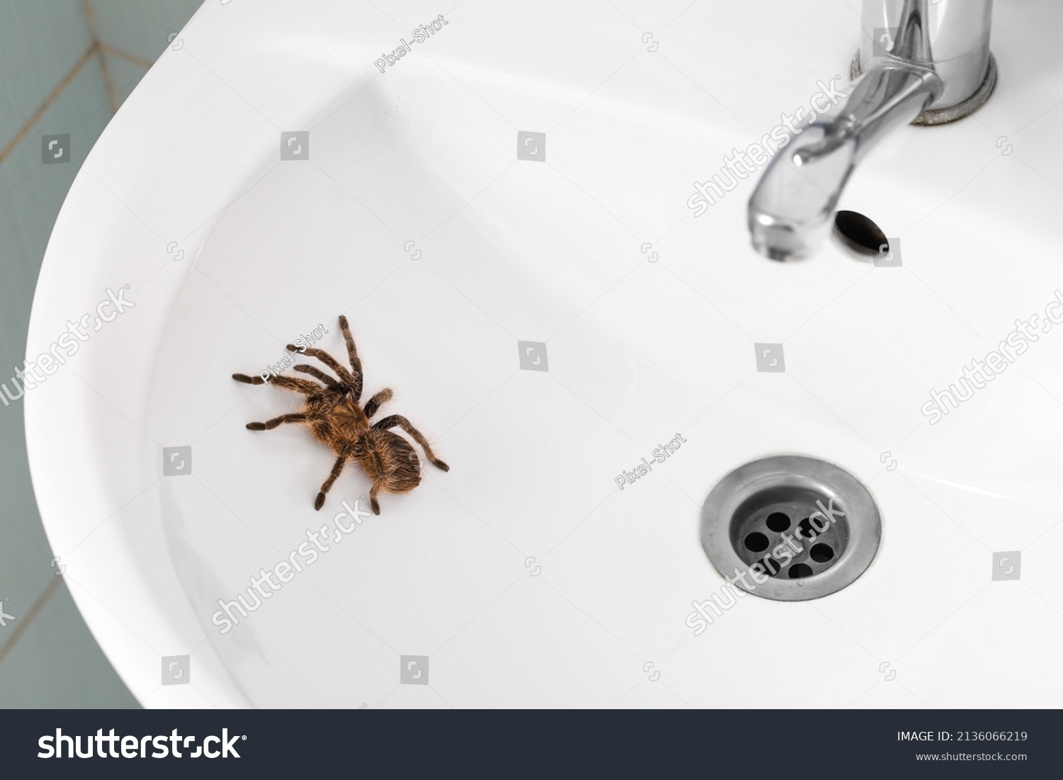 Small spiders in bathroom