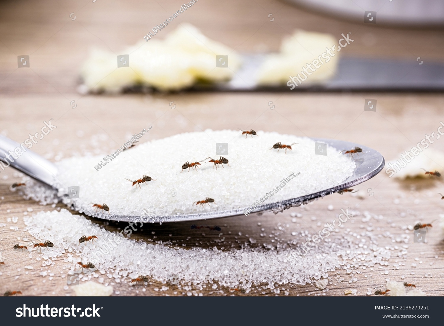 Candy Ant On Sugar Spoon Inside Stock Photo 2136279251 | Shutterstock