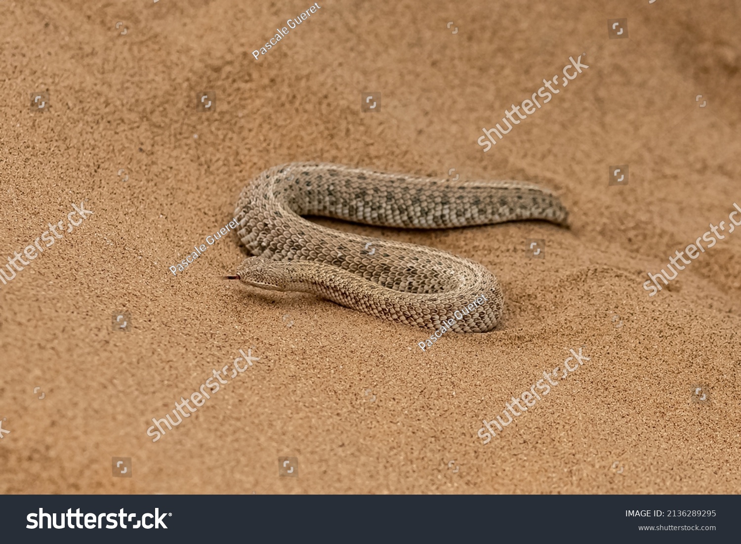 Saharan Horned Viper Cerastes Cerastes Snake Stock Photo 2136289295 ...