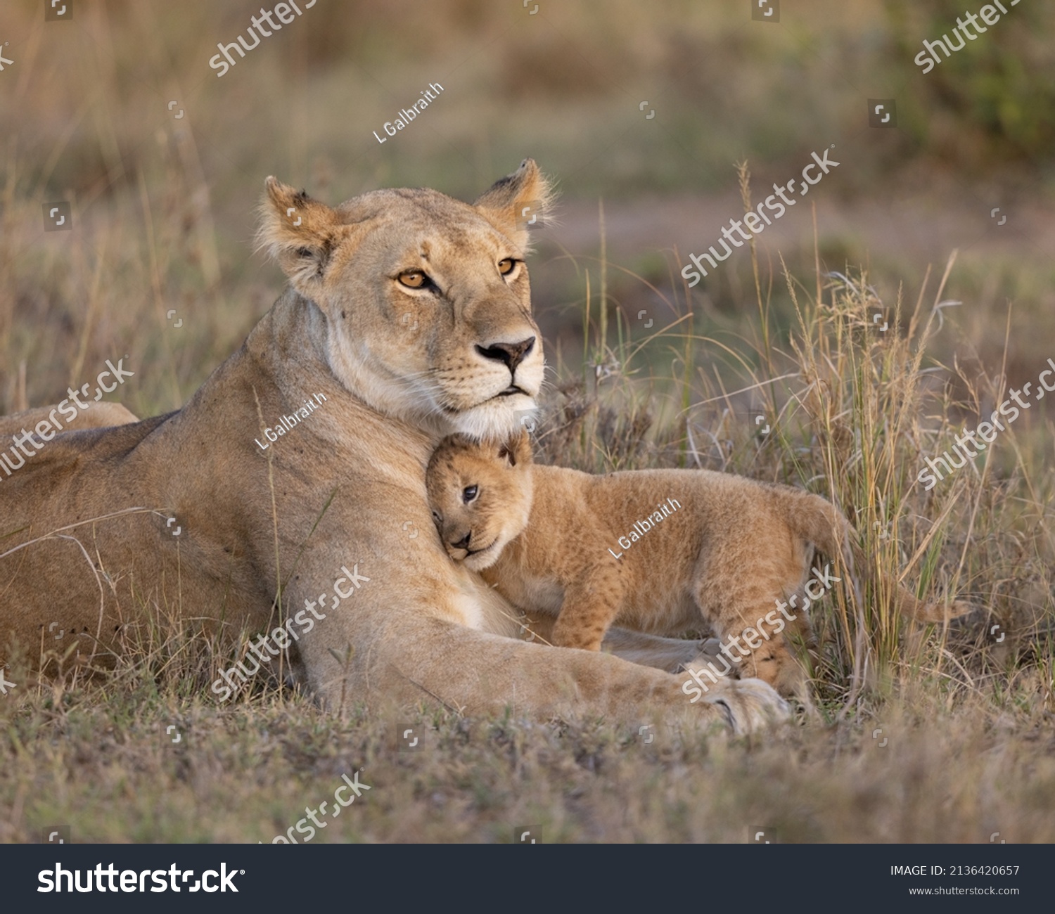 Lioness Mother Young Cub Snuggling Her Stock Photo 2136420657 ...