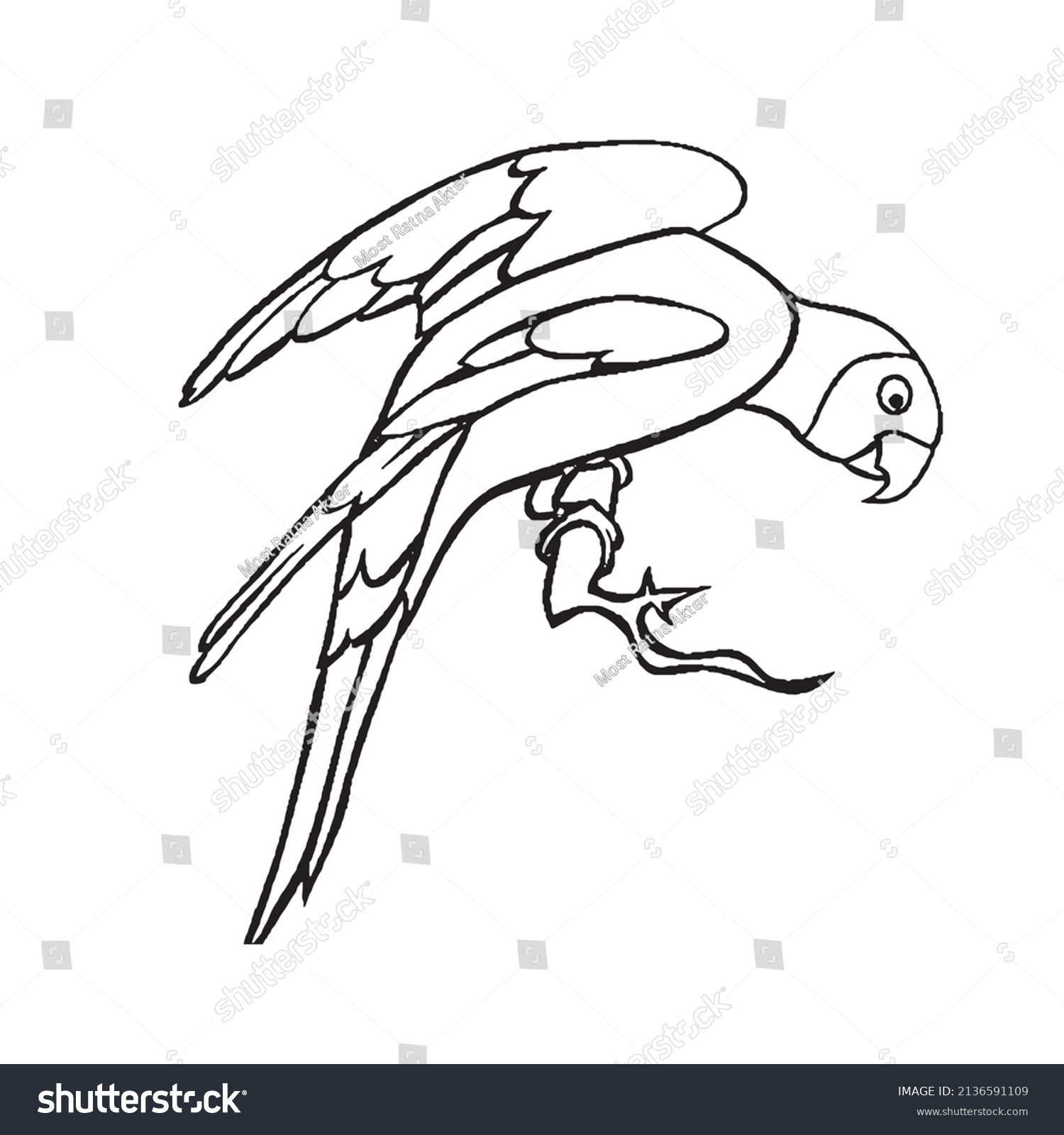 Раскраска попугай Розелла