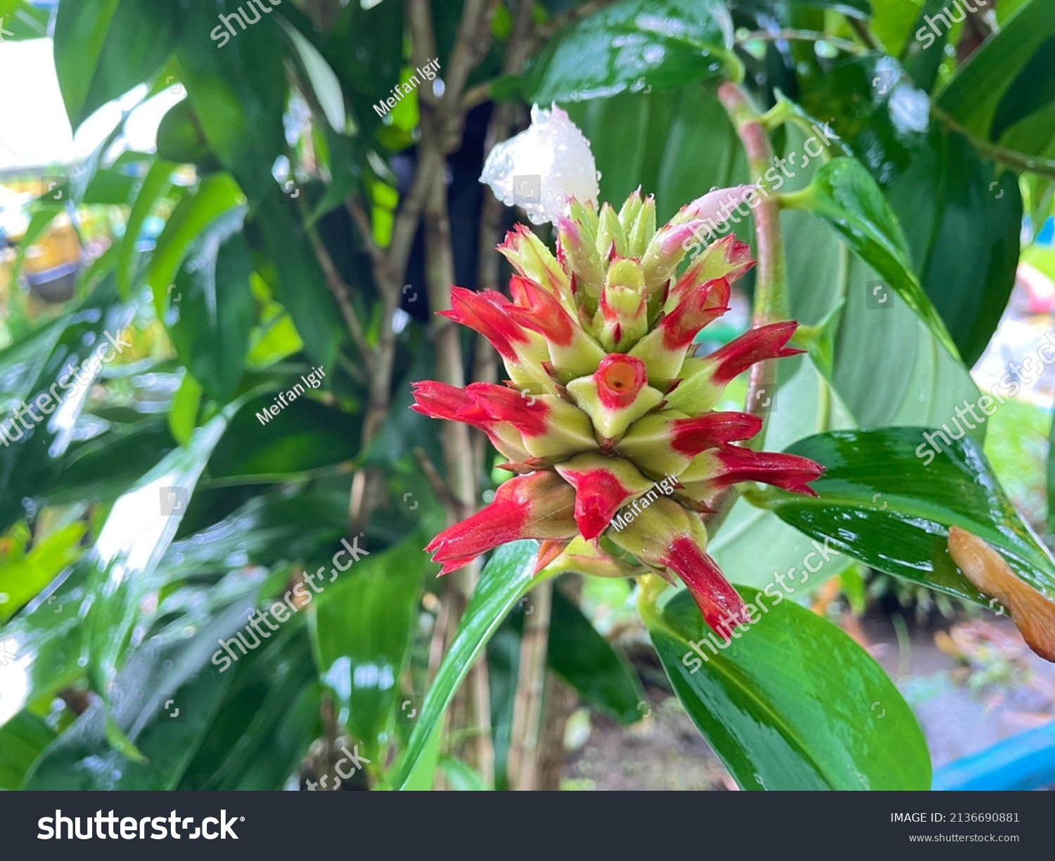 Crepe Ginger Plant This Plant Commonly Stock Photo 2136690881