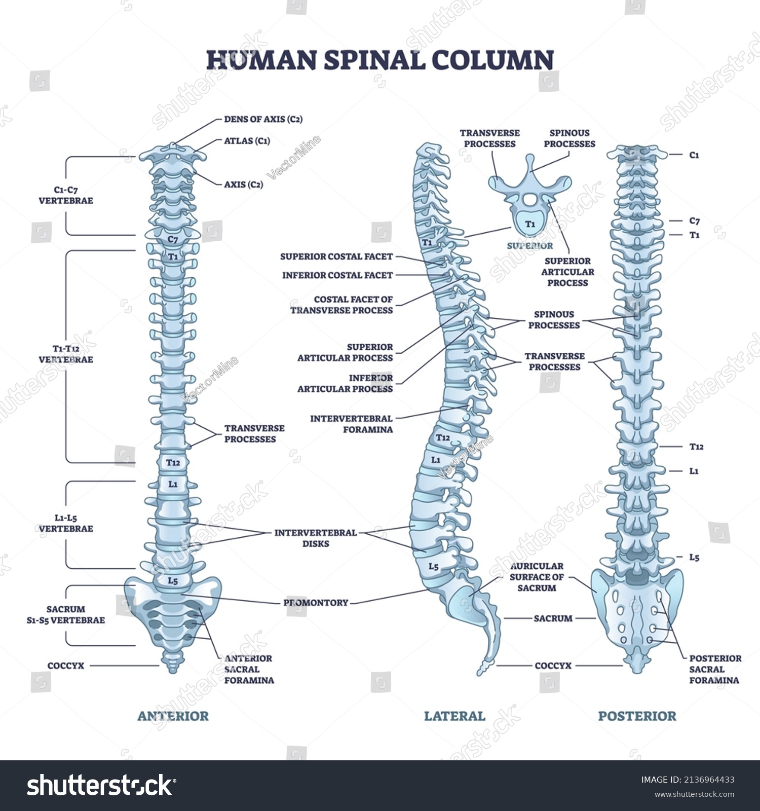 Human Spinal Column Structure Backbone Spine Stock Vector (royalty Free 