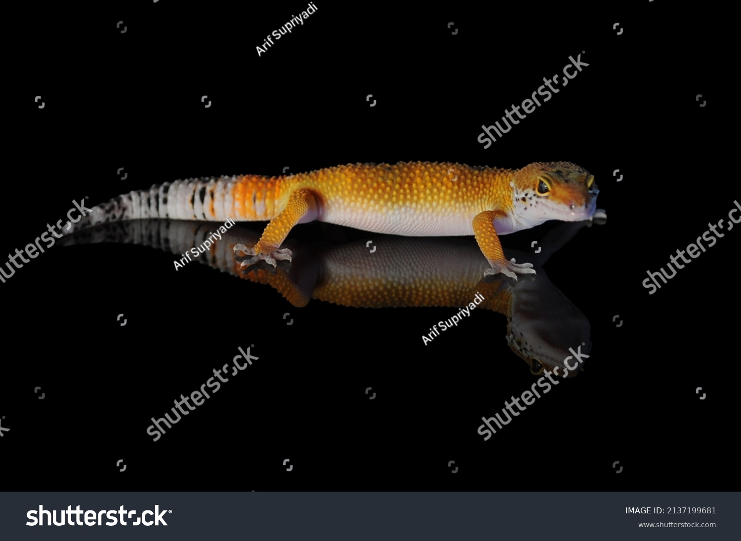 Leopard Gecko Black Background Stock Photo 2137199681 | Shutterstock