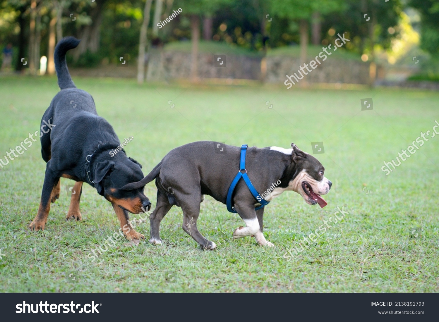 rottweiler vs bulldog