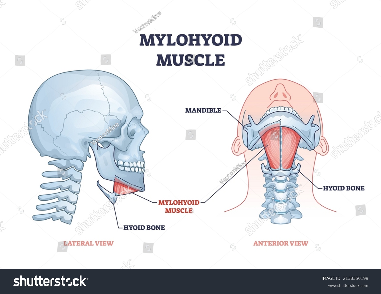 stylohyoid muscle labeled