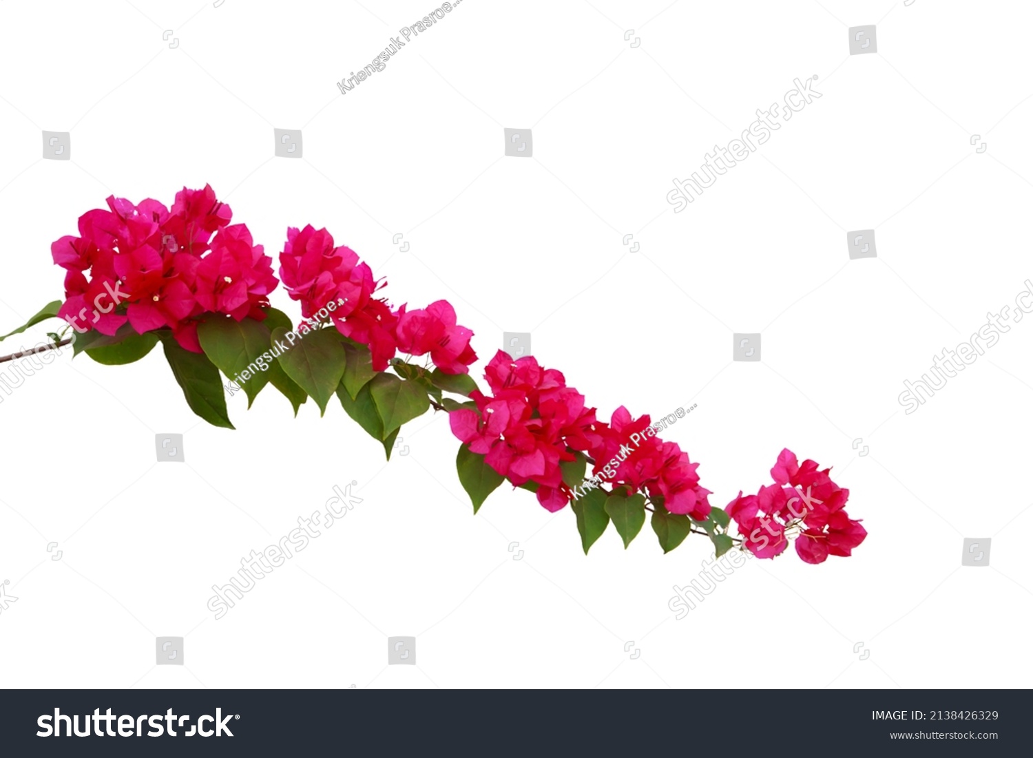 Bougainvilleas Isolated On White Background Save Stock Photo 2138426329 ...