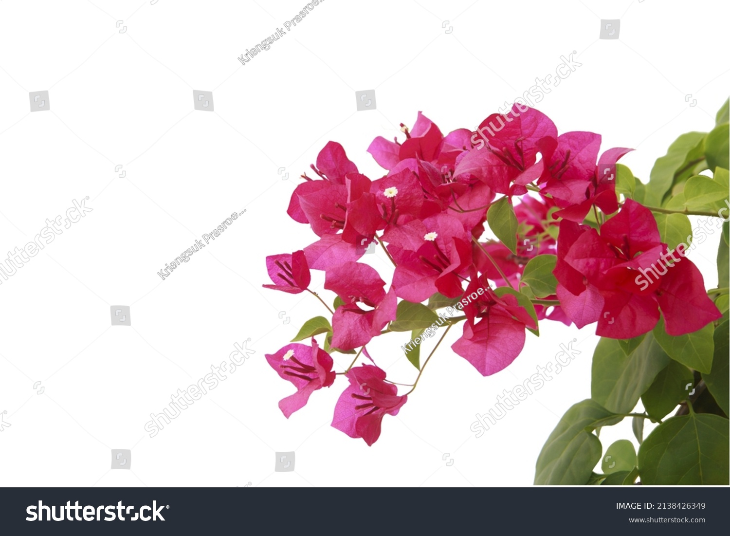 Bougainvilleas Isolated On White Background Save Stock Photo 2138426349 ...