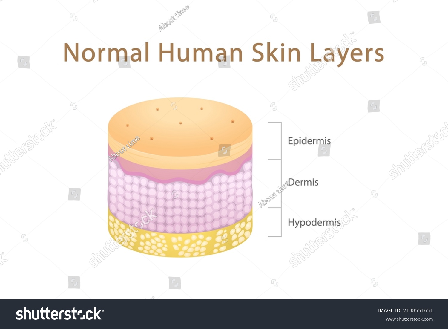 Normal Human Skin Layers Isometric Cylinder Stock Vector (Royalty Free ...