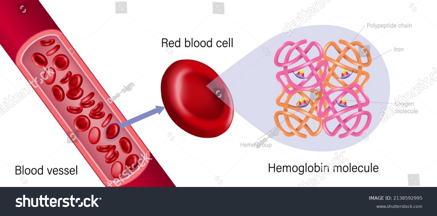 849 Hemoglobin Structure Stock Vectors, Images & Vector Art | Shutterstock