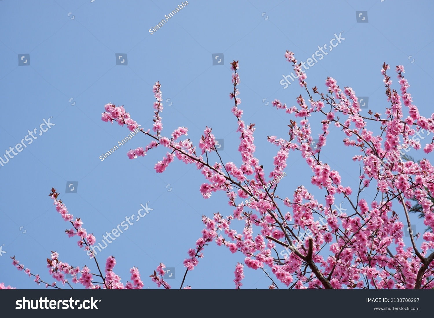 Pink Cherry Blossom Tree Example Stock Photo 2138788297 | Shutterstock