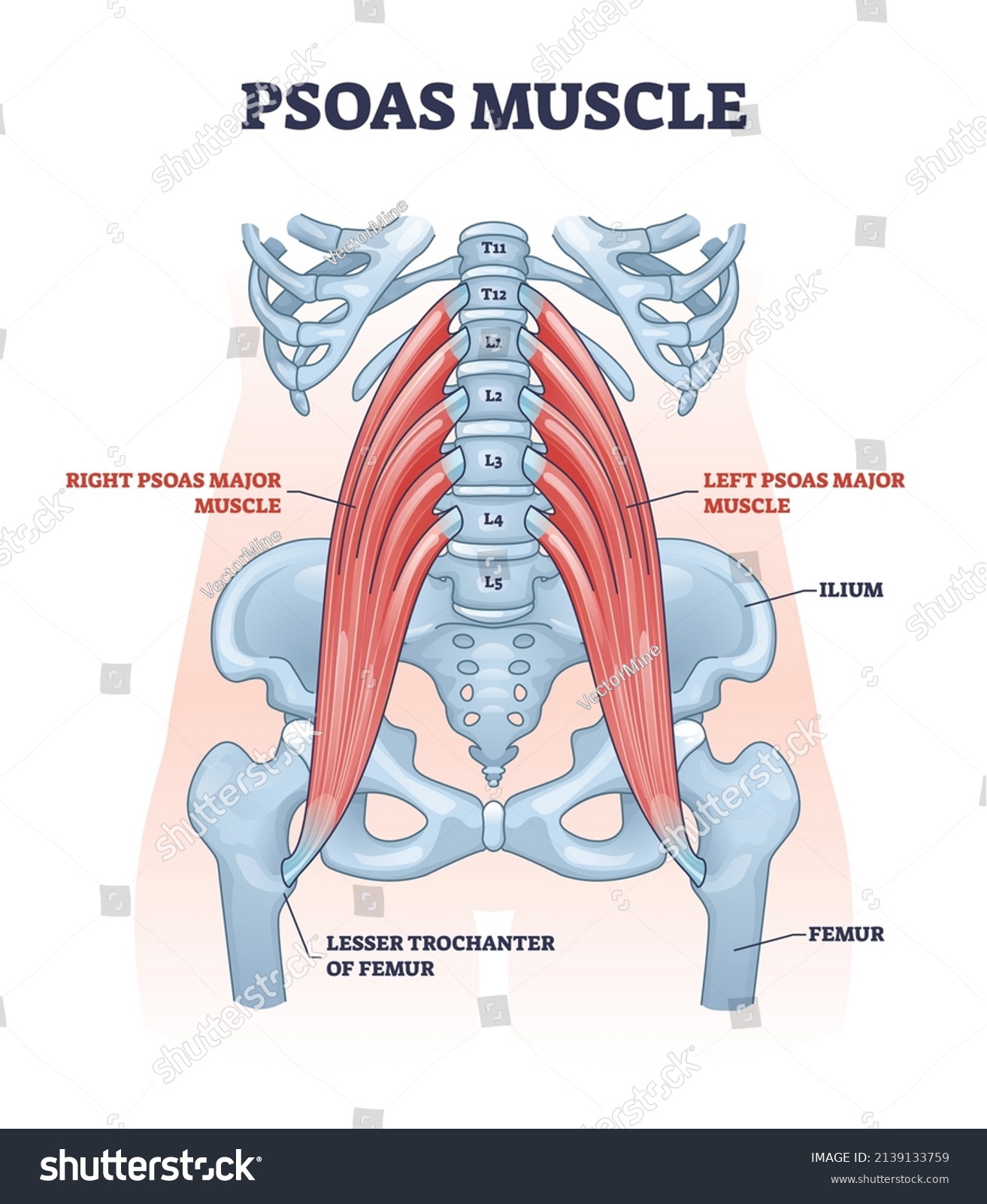 femur muscle attachments