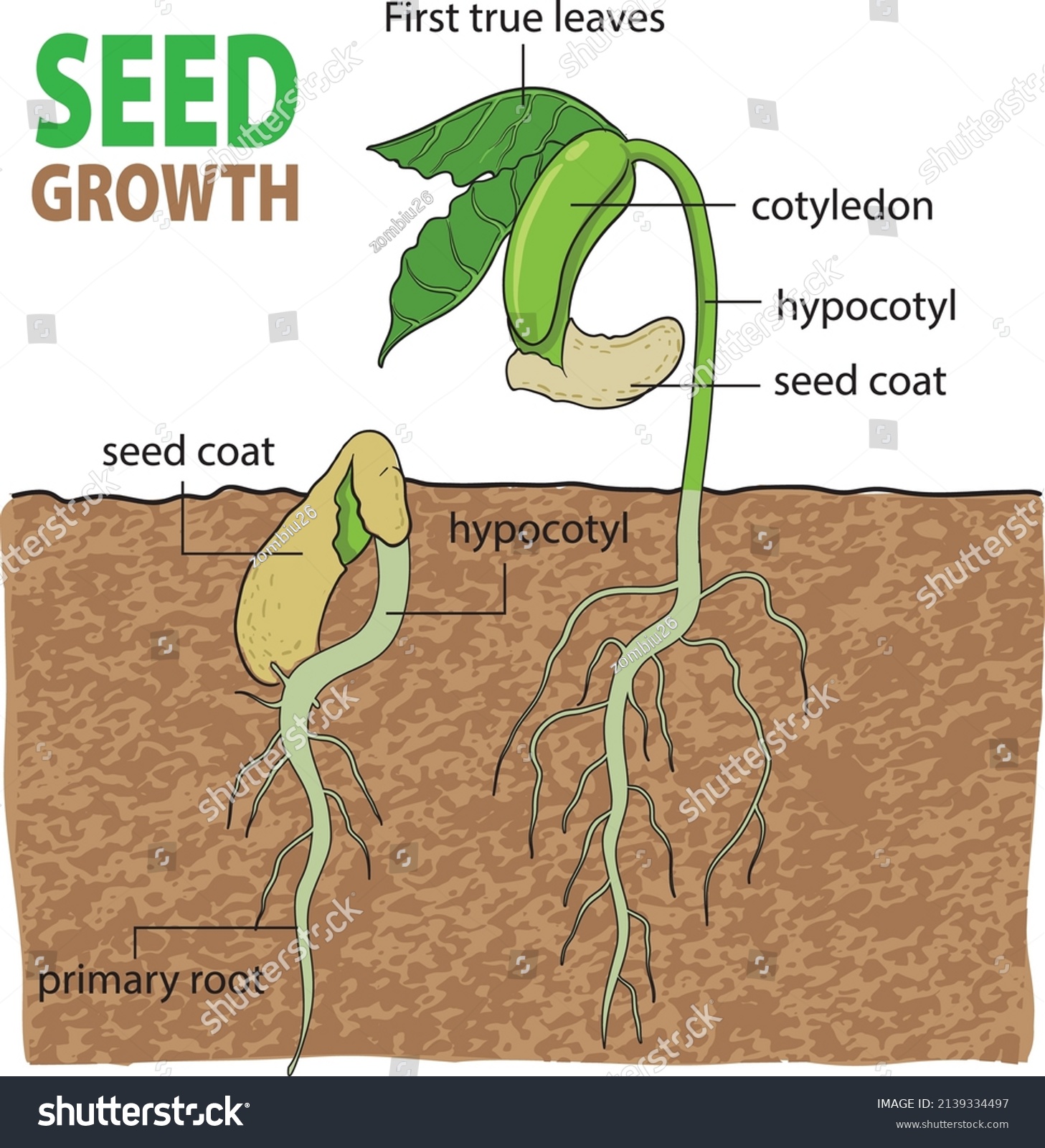 Illustration Seed Growth Seed Germination Vector Stock Vector (Royalty ...