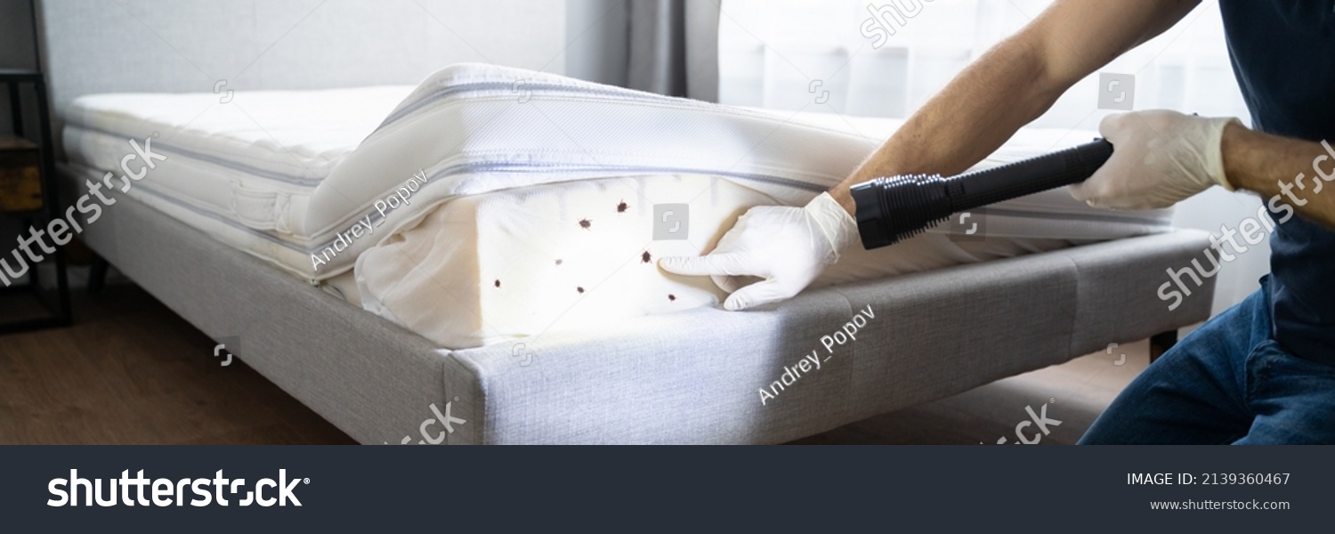 Bed Bug Infestation Treatment Service Bugs Stock Photo 2139360467 ...