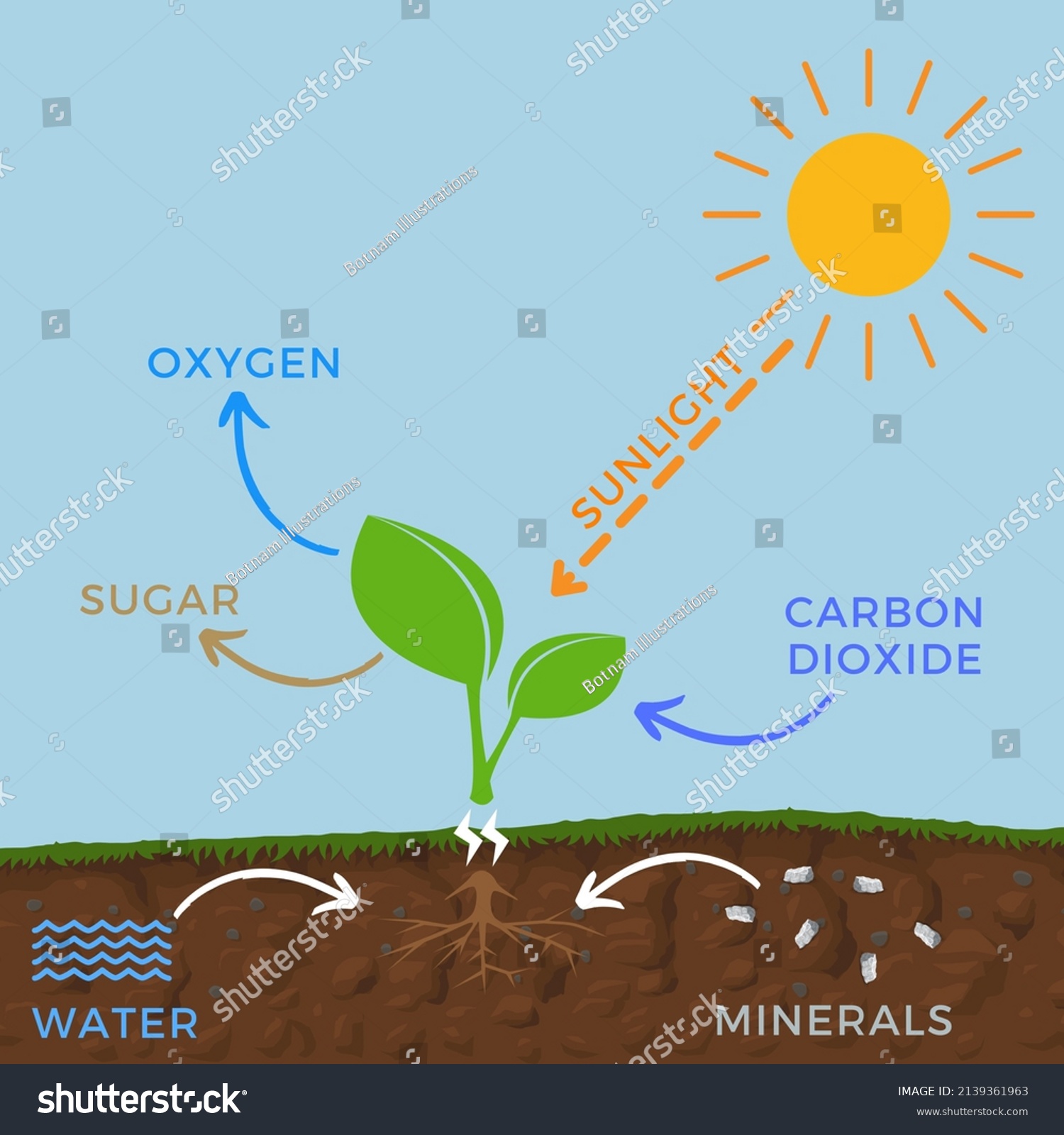 Photosynthesis Plants Graphical View Stock Illustration 2139361963 ...