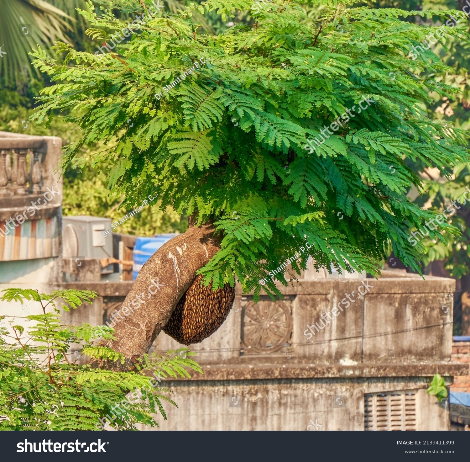 Natural Beehive Hanging Tree Stock Photo 2139411399 | Shutterstock