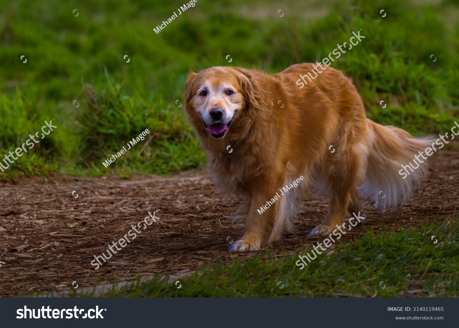 are golden retrievers good off leash