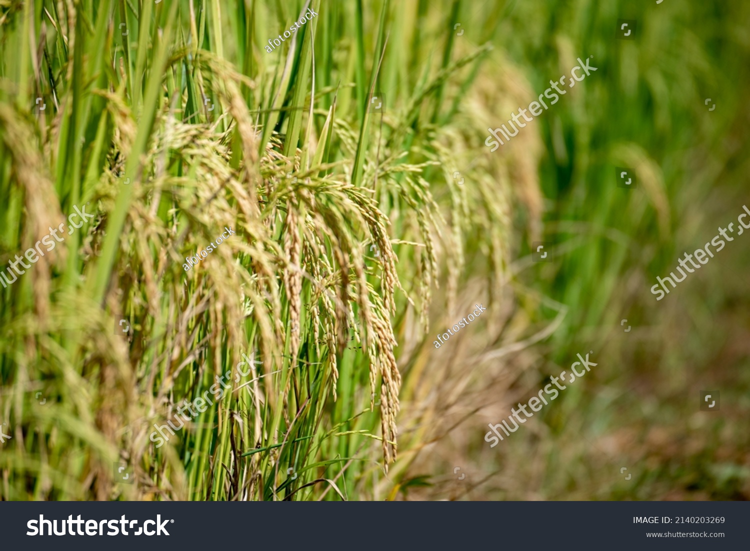 Rice Field Green Agriculture Ecosystem Asian Stock Photo 2140203269 ...