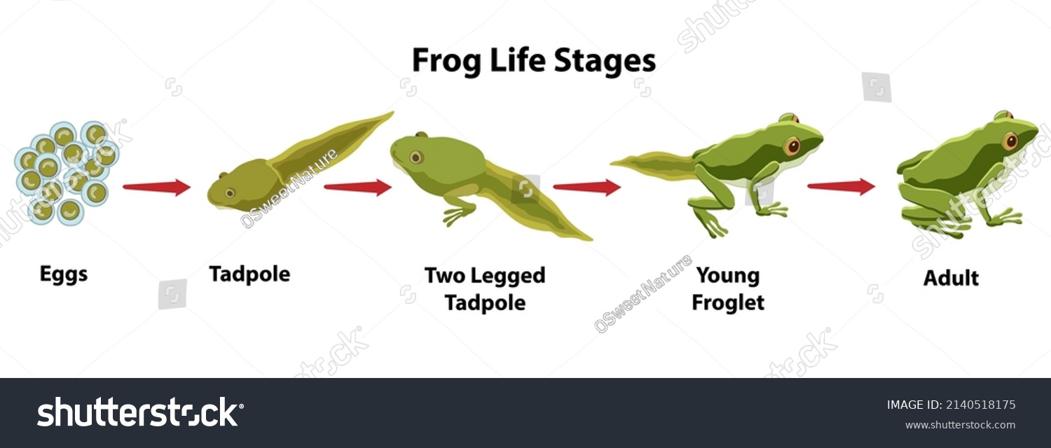 Frog Life Stages Frog Eggs Tadpole Stock Vector (royalty Free 