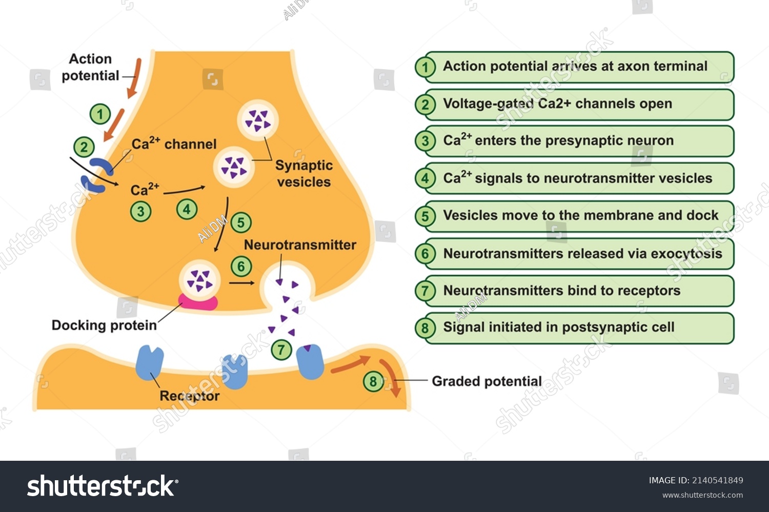 Scientific Designing Synapse Structure Synaptic Transmission Stock ...