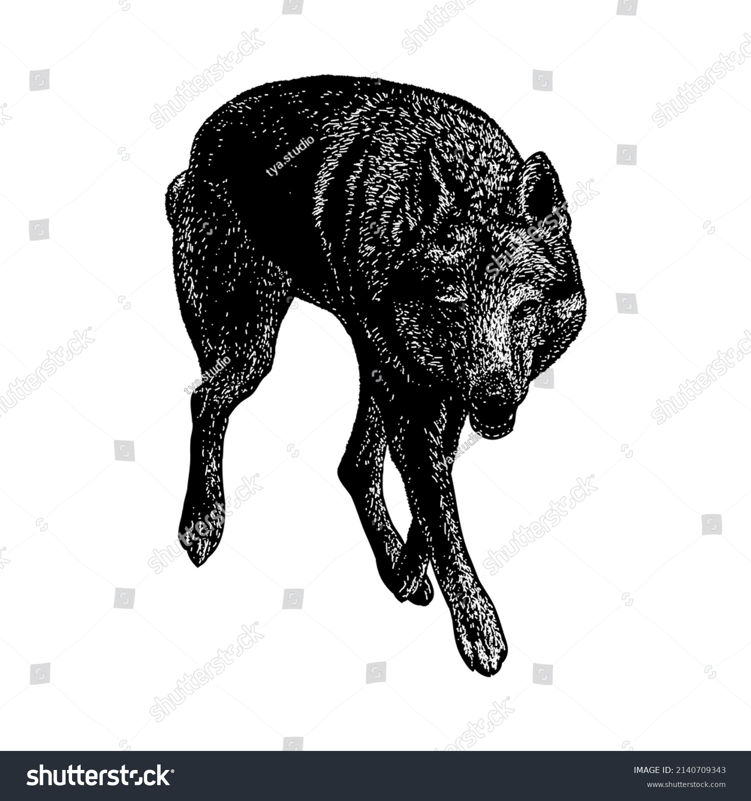 Saarloos Wolfdog Illustration Isolated On White Stock Vector (Royalty ...