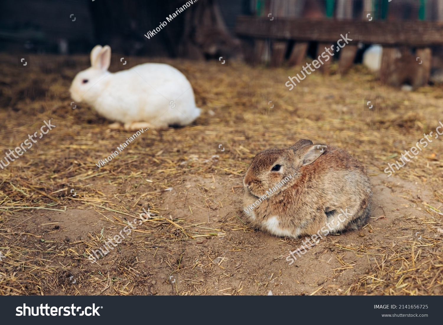 Cute Adorable Rabbits Bunnies Hugging Together Stock Photo 2141656725 ...