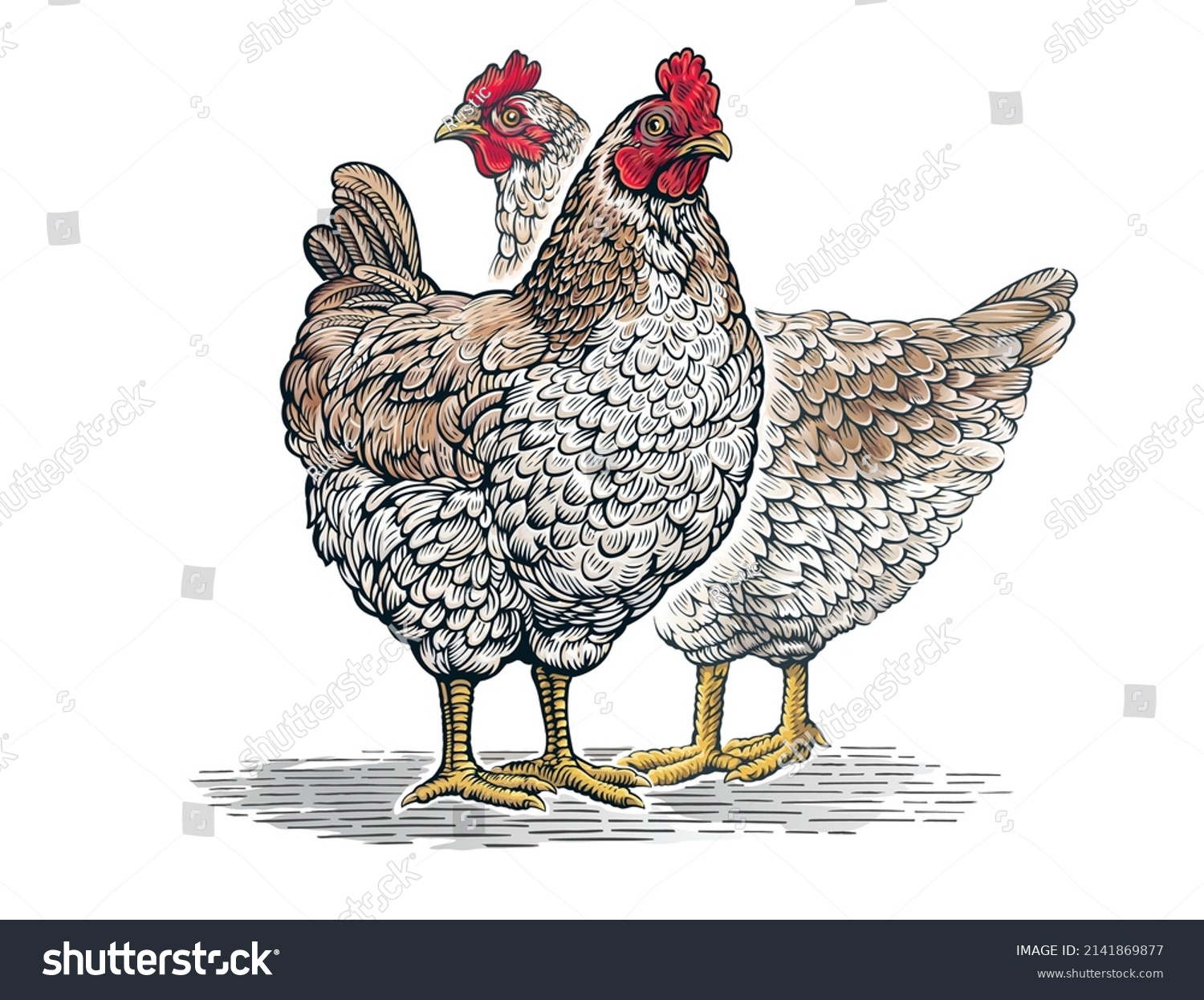 Group Two Chickens Graphic Engraved Style Stock Vector (Royalty Free ...