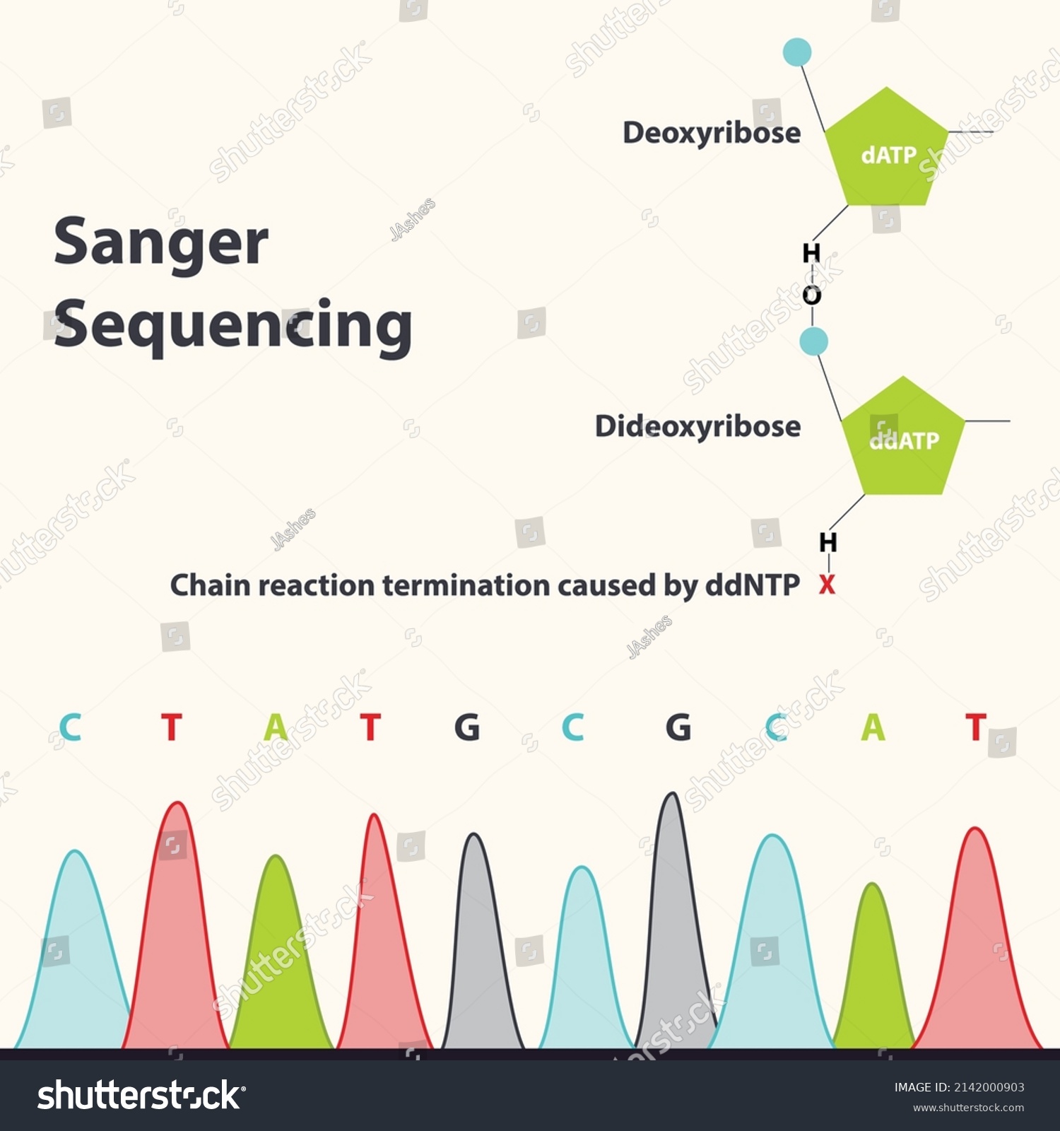 dideoxyribose