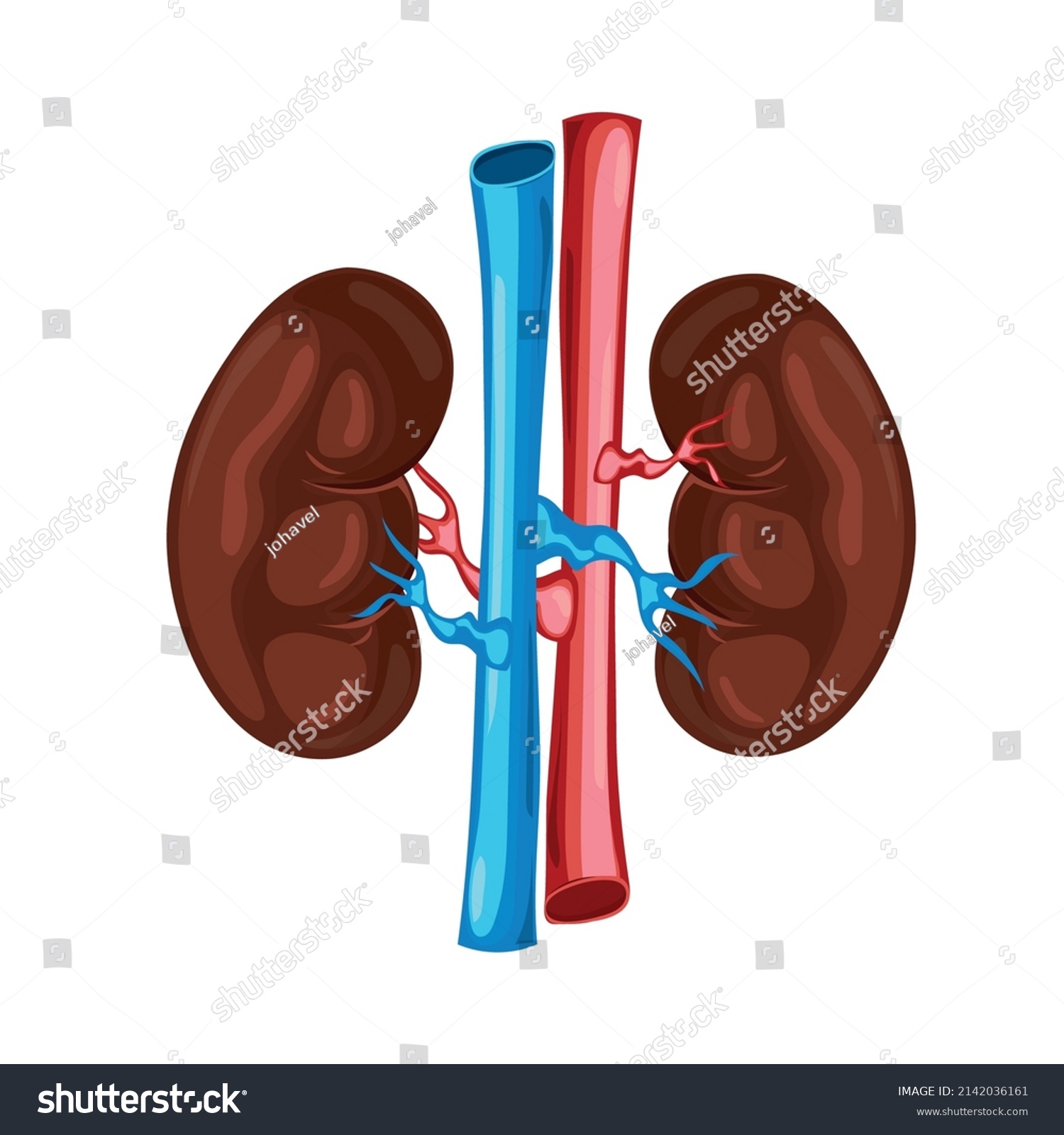 Urinary System Anatomy Human Icon Stock Vector (Royalty Free ...