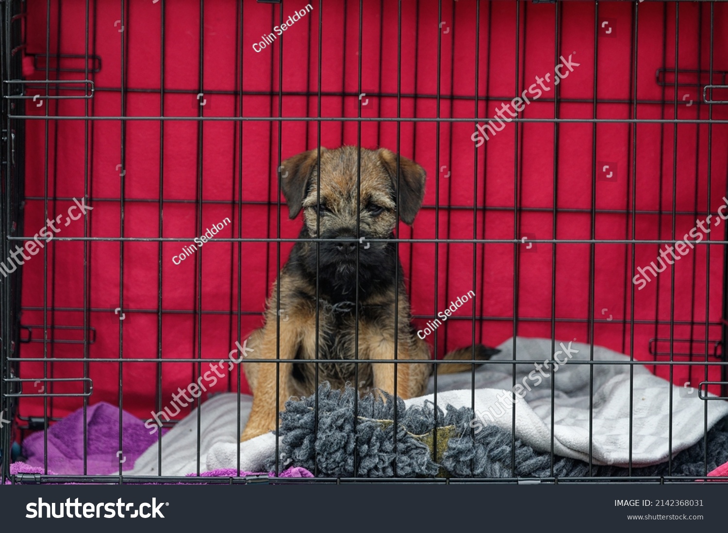 border terrier crate