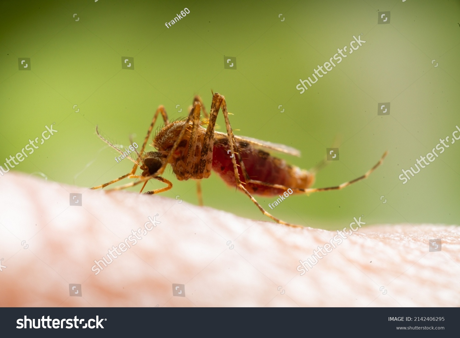 Dangerous Malaria Infected Culex Mosquito Bite Stock Photo 2142406295 ...