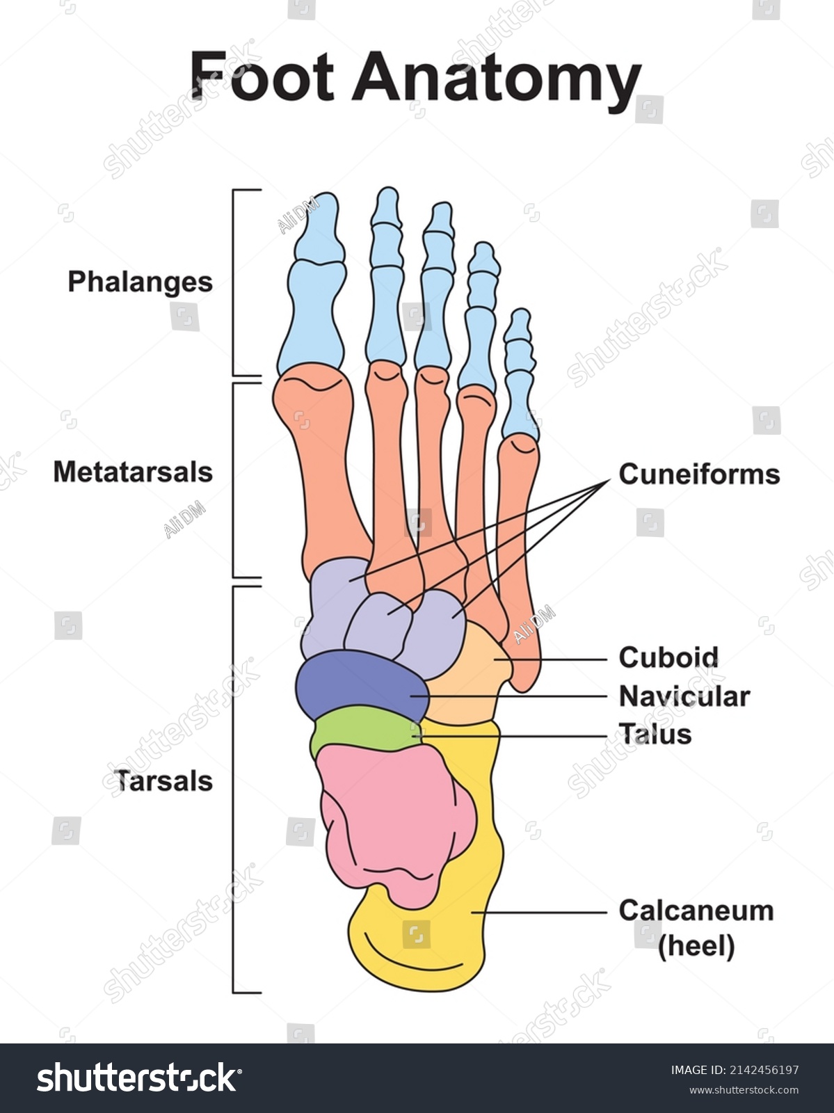 Scientific Designing Foot Bones Anatomy Human Stock Vector (Royalty ...