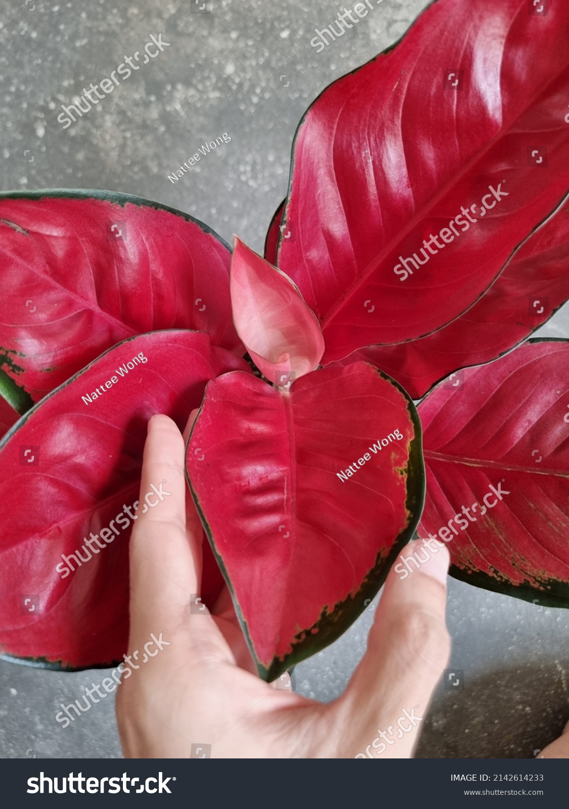 Aglonema Red Aglaonema Suksom Jaipong One Stock Photo Shutterstock