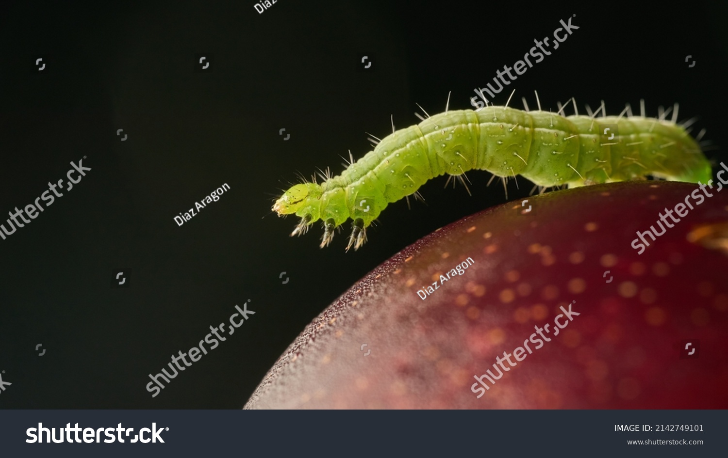 Details Green Caterpillar On Plum Stock Photo 2142749101 Shutterstock