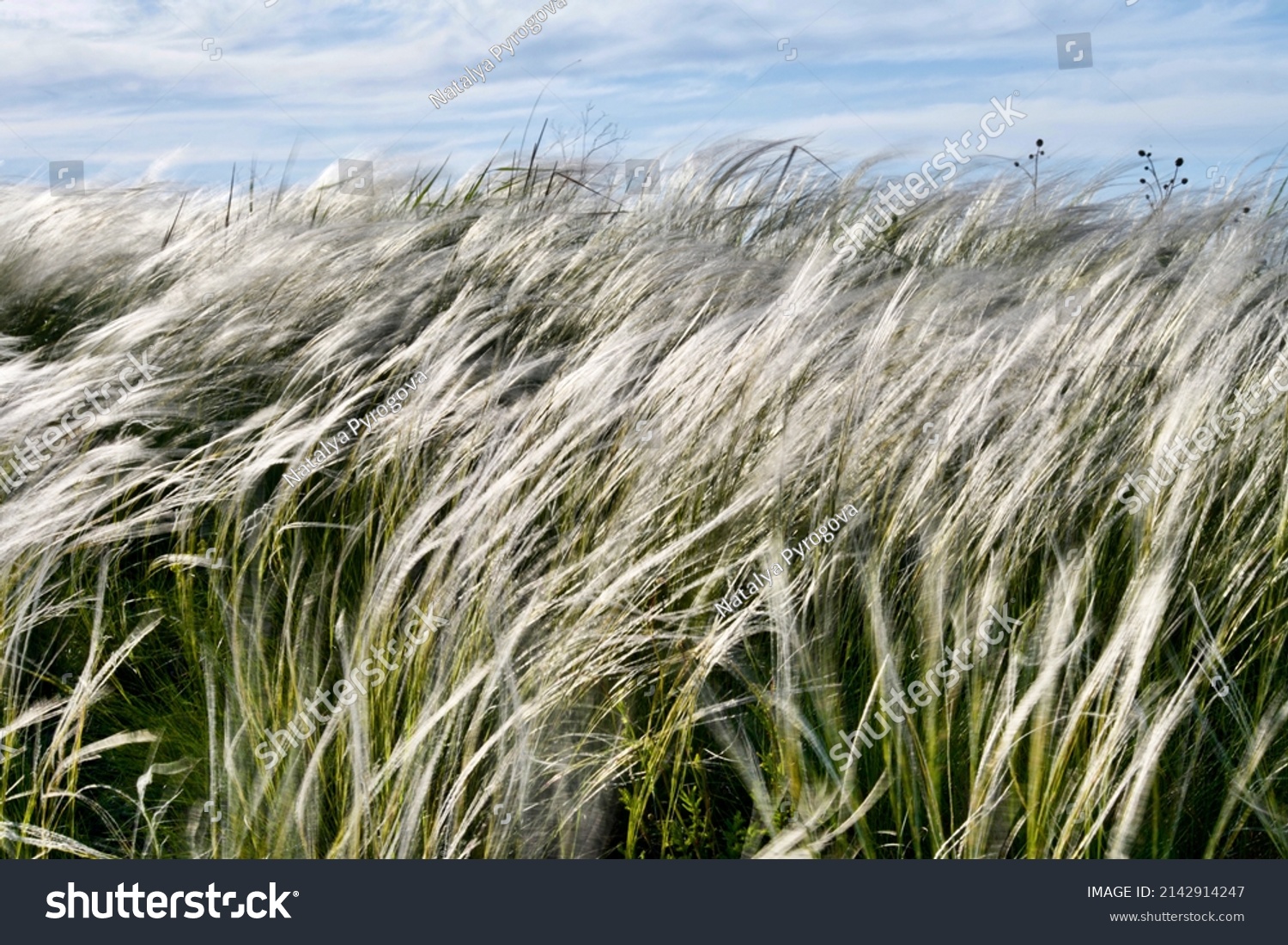 Close View Wild Grasses Stipa Grass Stock Photo Shutterstock