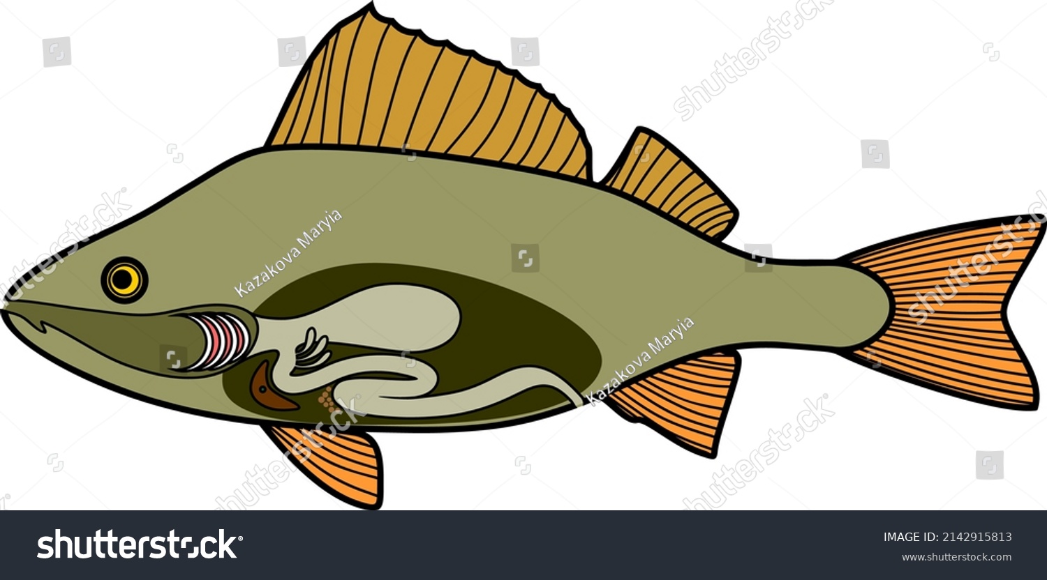 Structure Fish Digestive System Educational Material Stock Vector ...