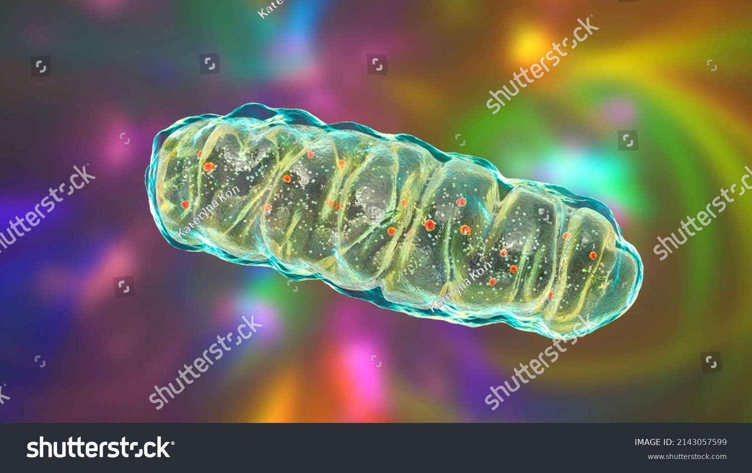 Mitochondria Membraneenclosed Cellular Organelles Producing Energy ...