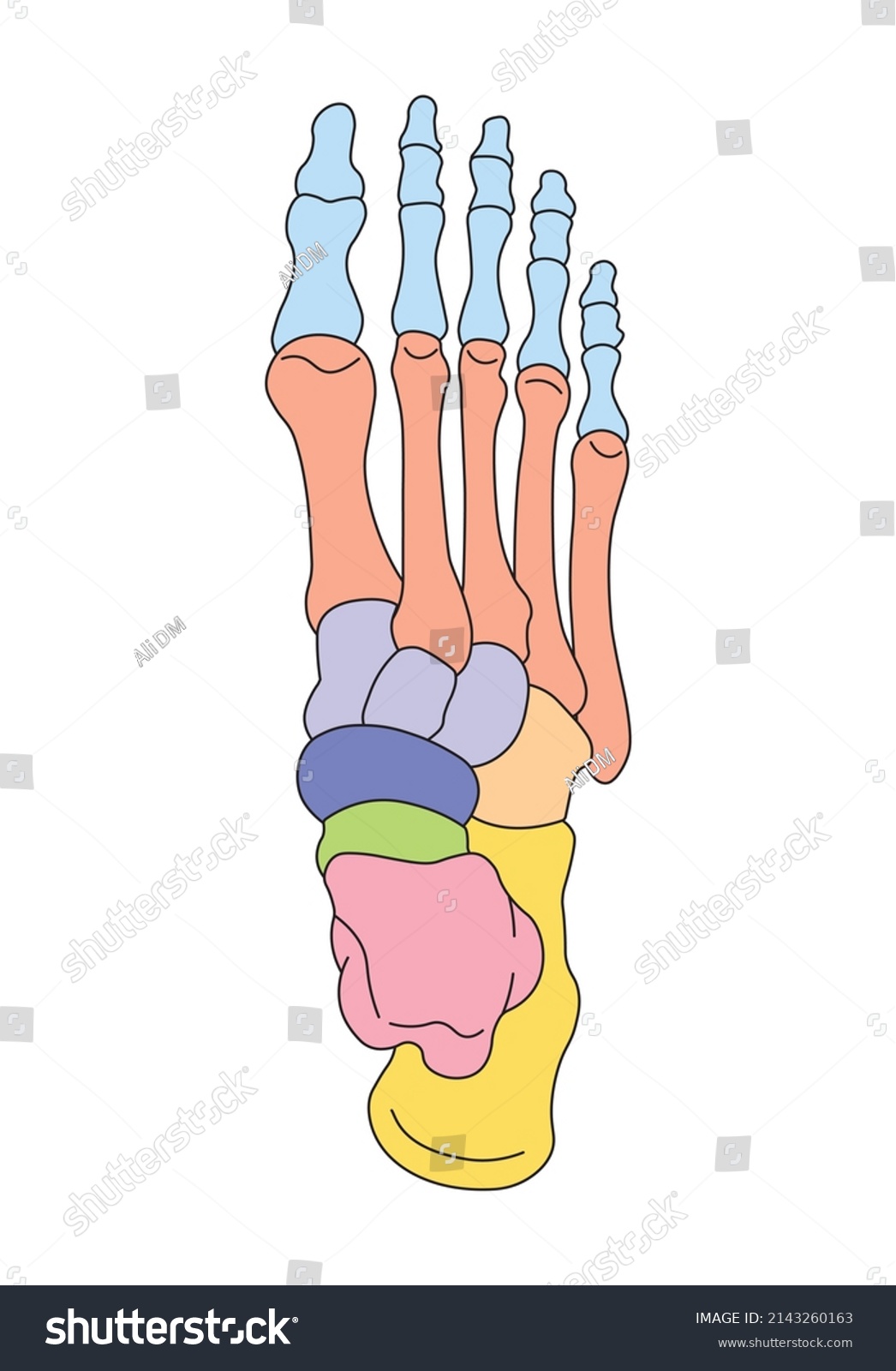 Scientific Designing Foot Bones Anatomy Human Stock Vector (Royalty