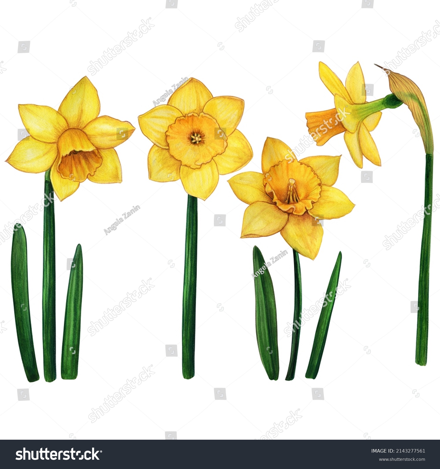 Watercolor Hand Drawn Realistic Daffodils Stock Illustration 2143277561 ...