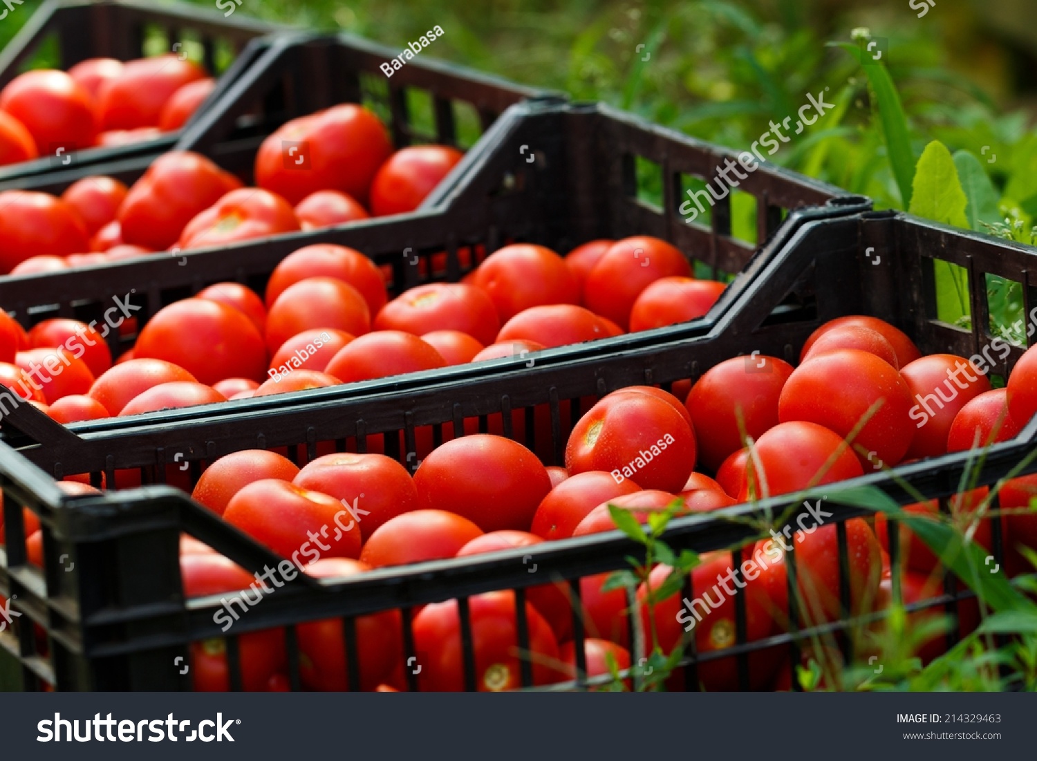 Ахтубинск помидоры