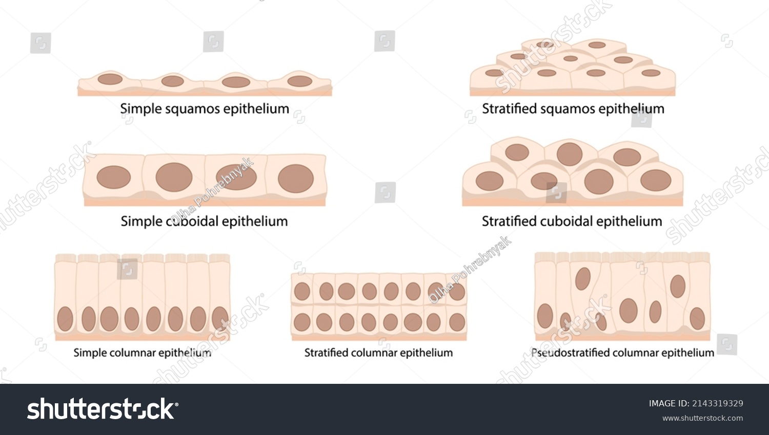 Cells Epithelial Tissue Squamous Flattened Thin Stock Vector (Royalty ...