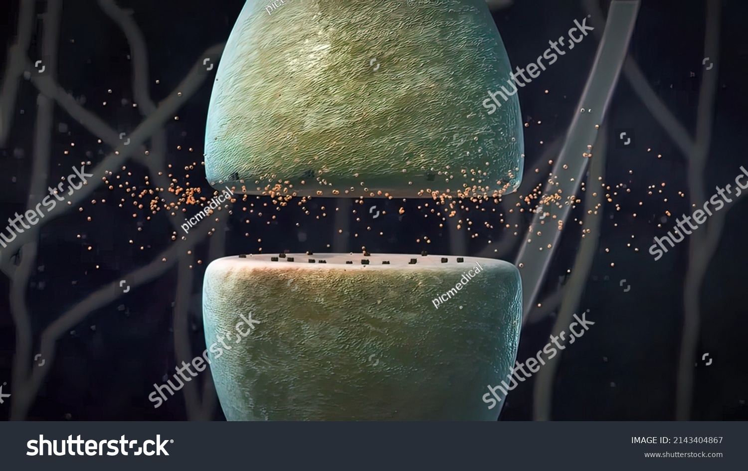 Synaptic Transmission Human Nervous System D Stock Illustration Shutterstock