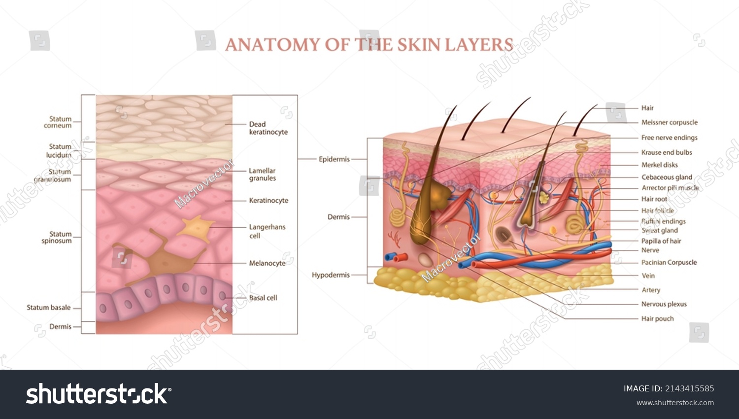 Anatomical Structure Human Skin Layers Cross Stock Vector (Royalty Free ...