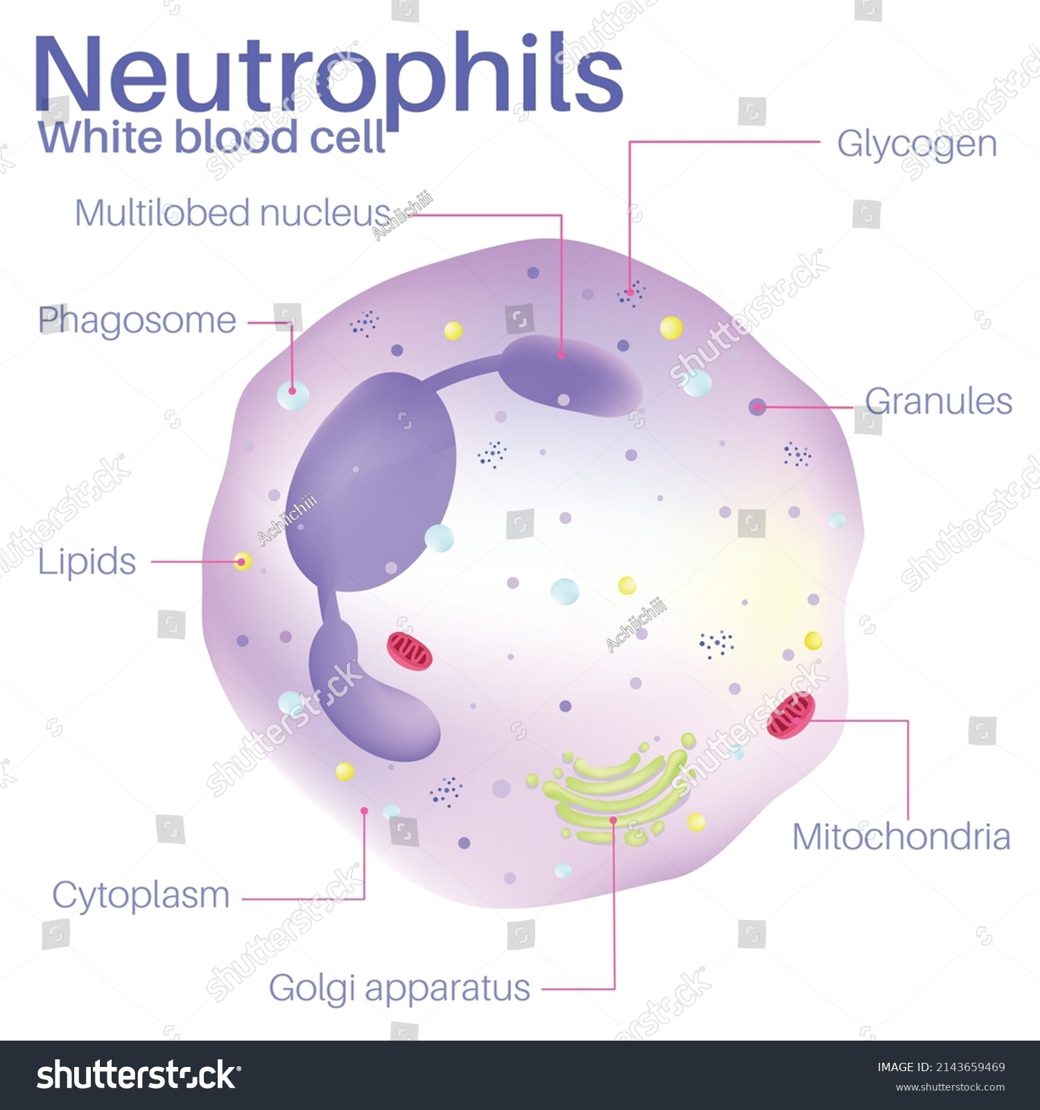 Neutrophils Most Abundant Type Granulocytes All Stock Vector (Royalty ...